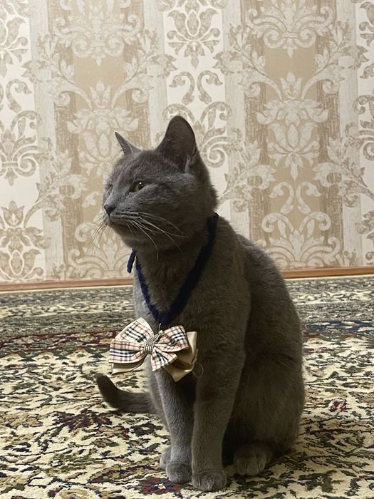 Scottish straight СРОЧНО!!