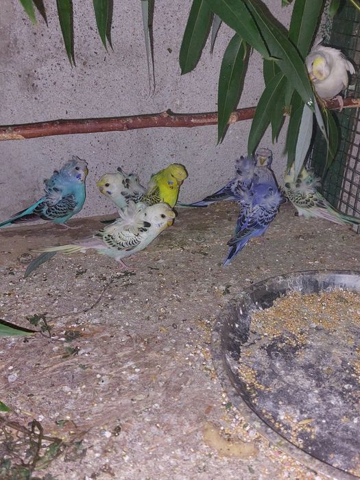 Peruși Hogoromo de vânzare