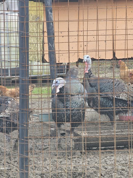 Vând 2 familii de curci bronzate sălbatice