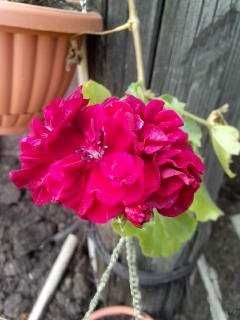 плющелистная герань