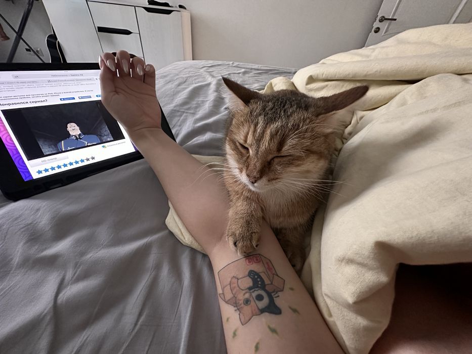 передержка котов и кошек