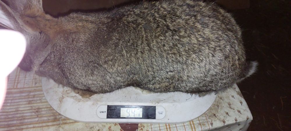 Disponibil mascul și femele de uriaș german