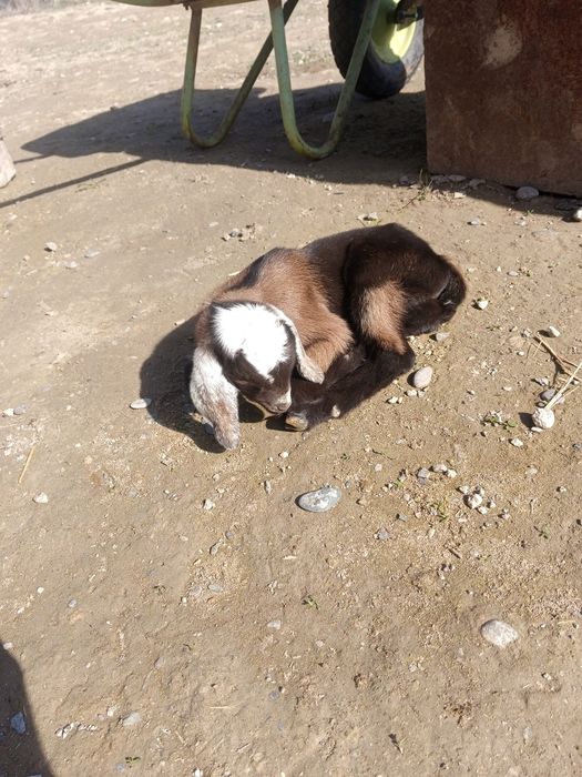 Срочно сатылады.