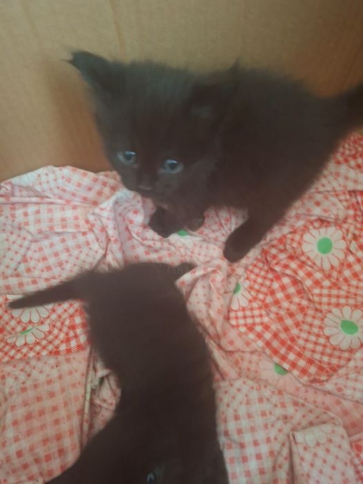 Котята котята бесплатно