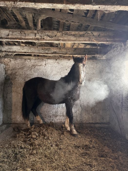 Продается жеребчик (2 года).