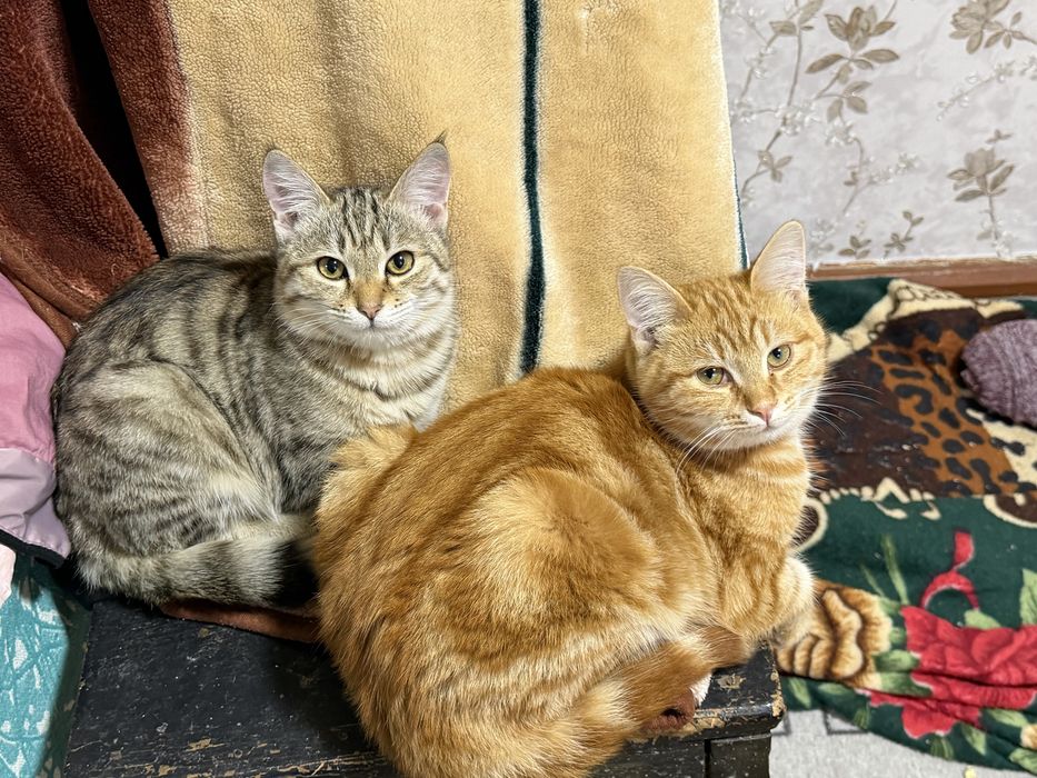 Отдам котенка подросток