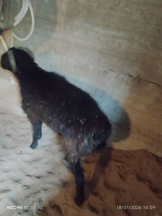 Tagal barra sotiladi