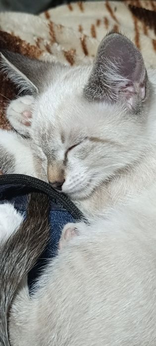 Маленькое чудо - котенок-мальчик