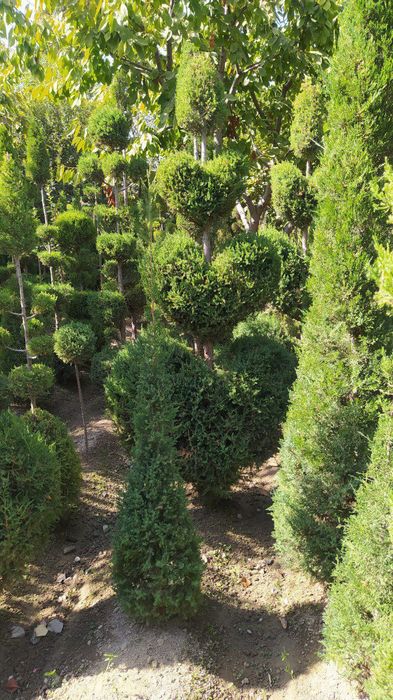 Assalom aleykum daraxt ekish va shakl berish Toshkent boʼylab