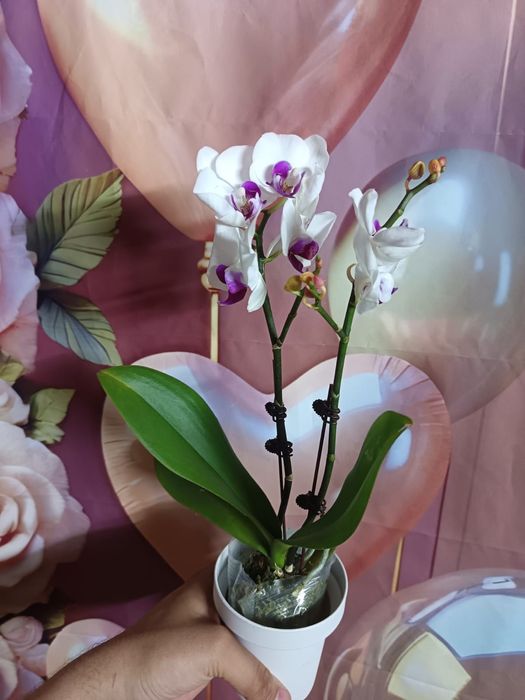 Продам орхидею красивую