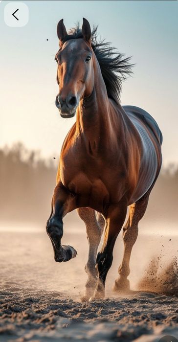 Обмен или продажа лошади