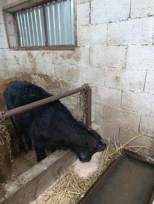 Продаются бычки .