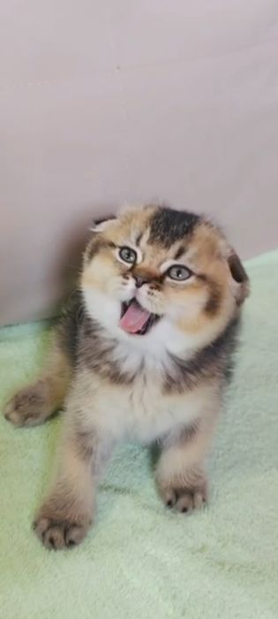 Шотландские котята