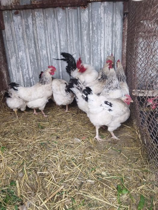 Продам куры домашние