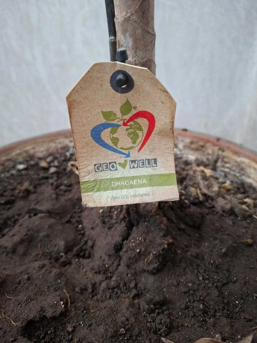 Продам домашние цветы, драцену