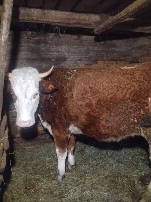 Vaci Gestante Juninci / Tauras