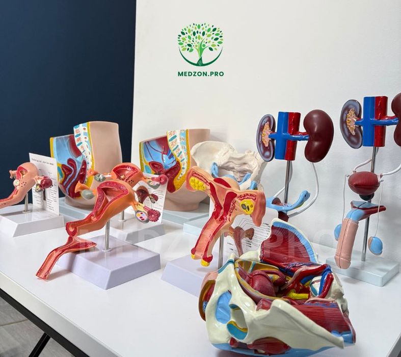 Анатомические Муляж для гинекология и урология.