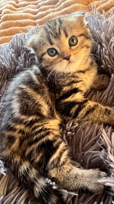 Скоттиш Фолд котёнок