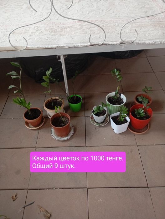 Замиокулькас Цветы