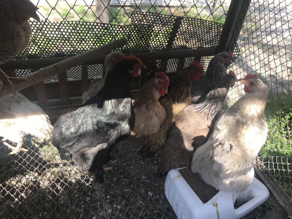 Куры                 .