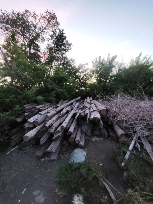 Деревянные столбы,лес