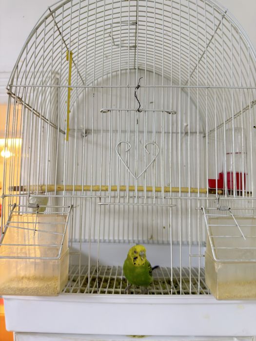 Продам волнистого попугая