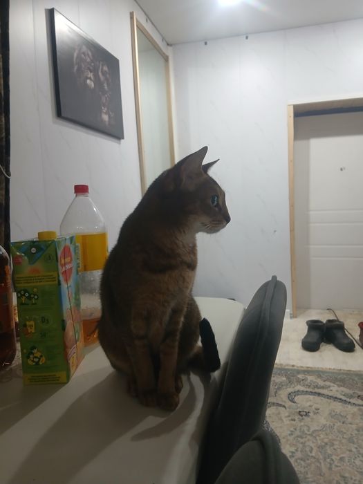 Продам абисинскую  кошку