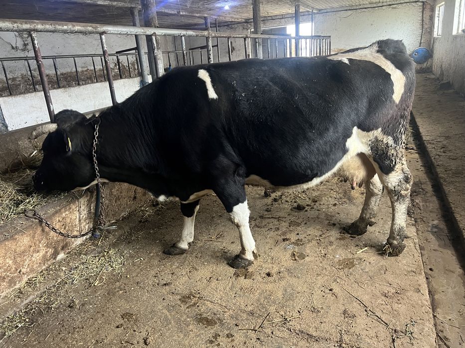 Vand vaca gestanta in luna a8