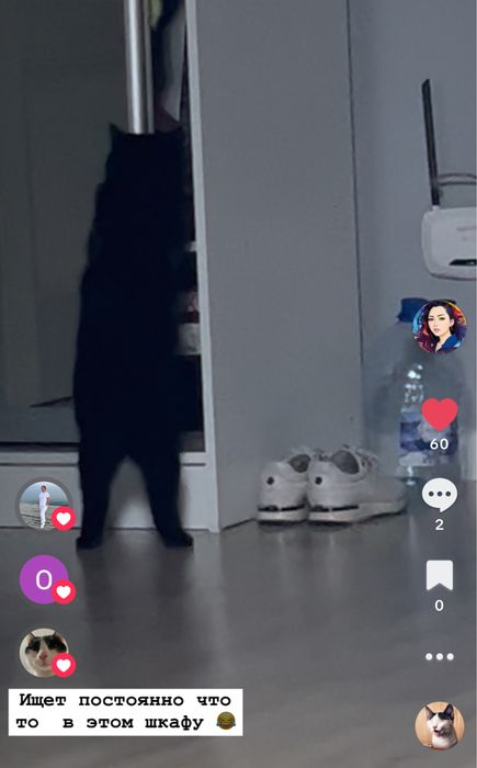 Ищу семью для Тиши