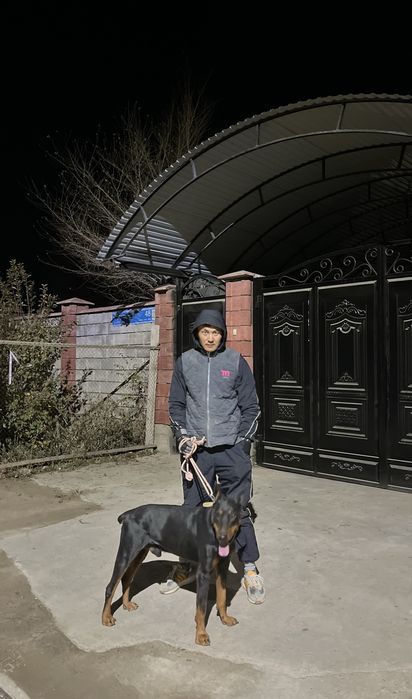 Доберман. 1 год смец