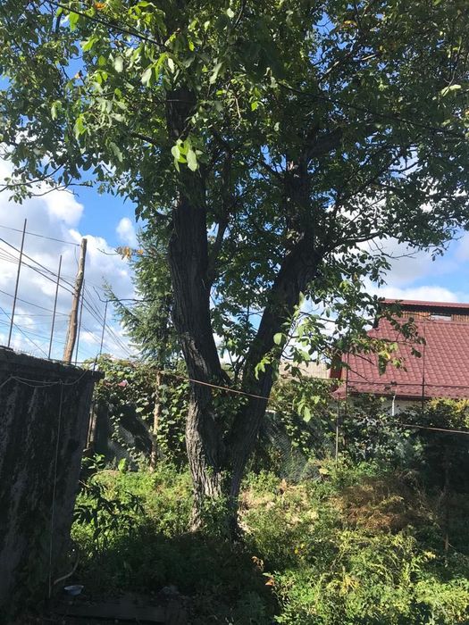 Trunchi de nuc cu 2 ramificatii