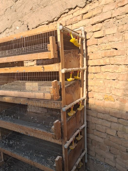 Клетка   бодененын