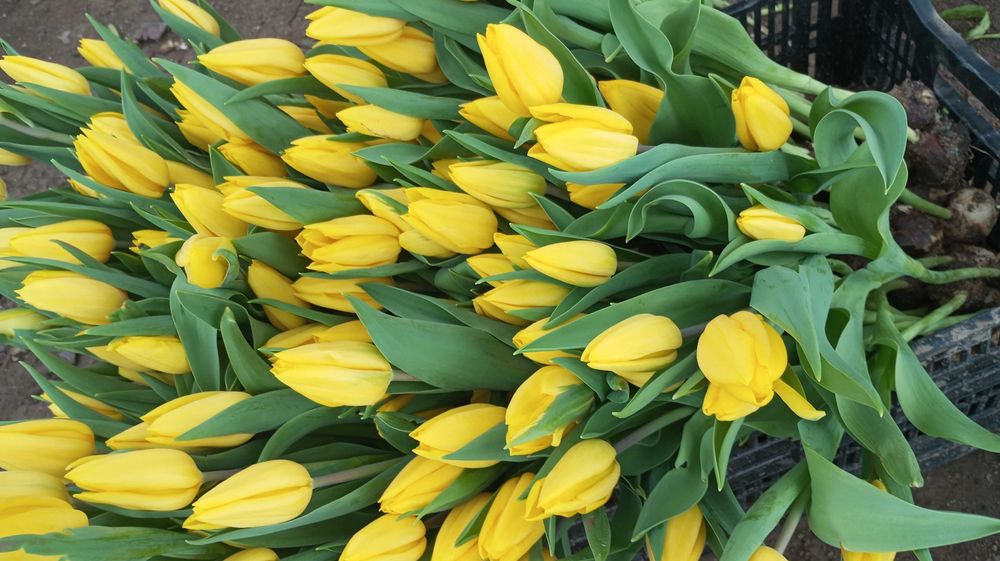 Тюльпаны к 8 марта