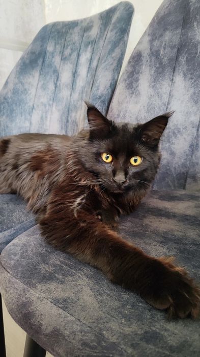 ‼️ Срочно ‼️Кот Мейн кун  полидакт приглашает на вязку