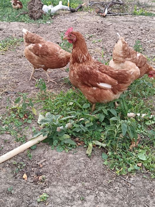 Продается куры ломан