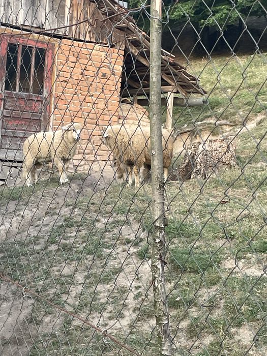Miei de vanzare