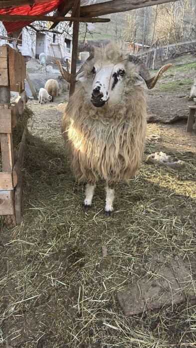 Vand Berbec de 11 luni