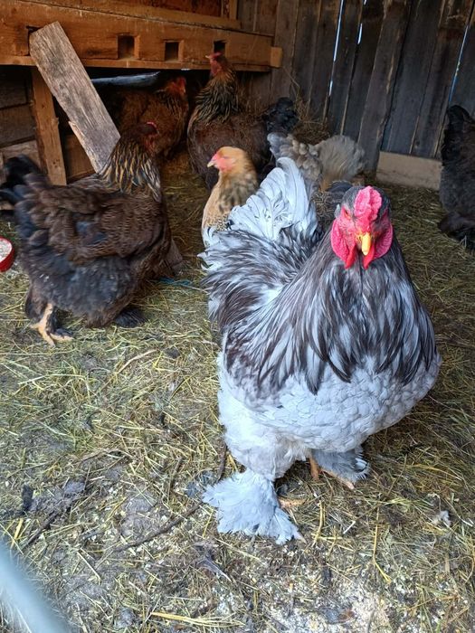 De vânzare familii  de găini brahma