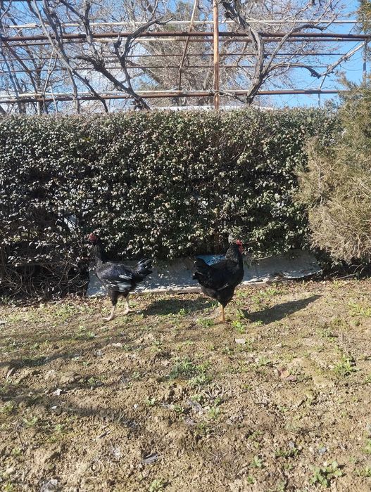 Хурозлар  сотилвотди