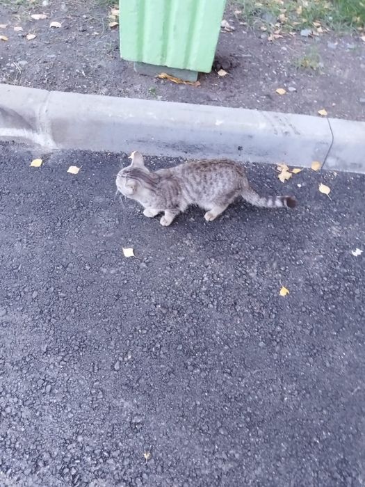 Котик молодой ищет дом