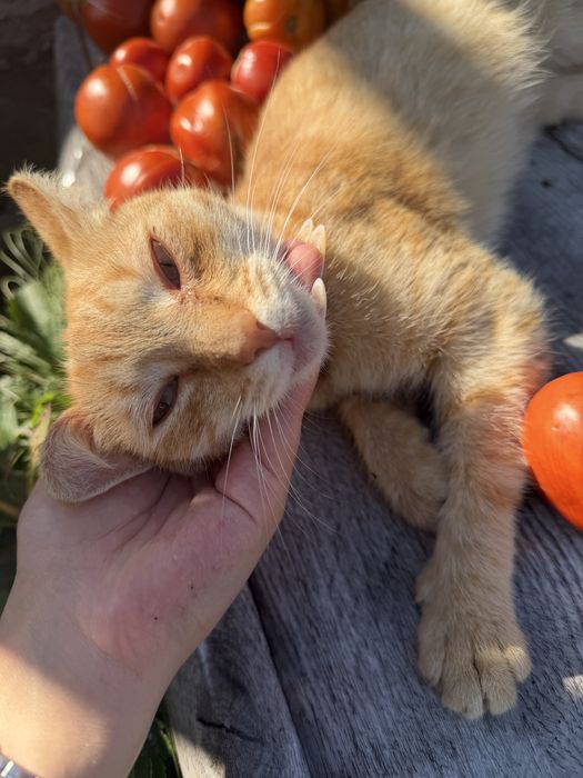 Котик в добрые руки