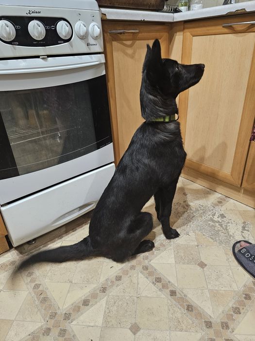 Отдаётся собака, собака ищет дом