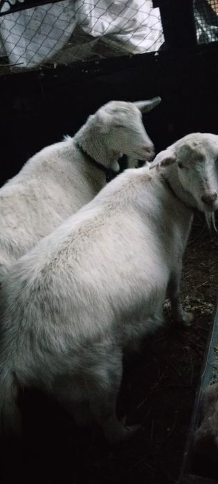 Заненский козе ...