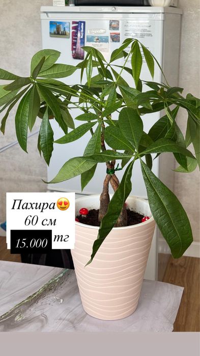 Продаю домашние цветы