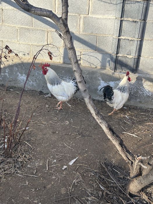 Петух Адлер Серебристый