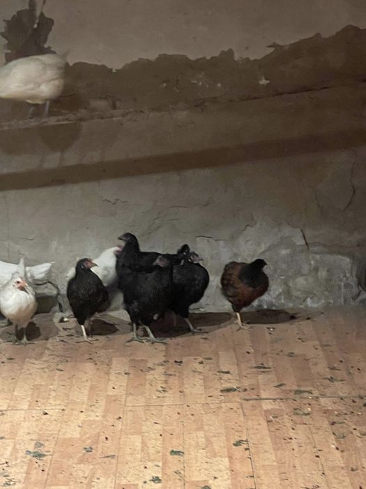 Продам кур несушек