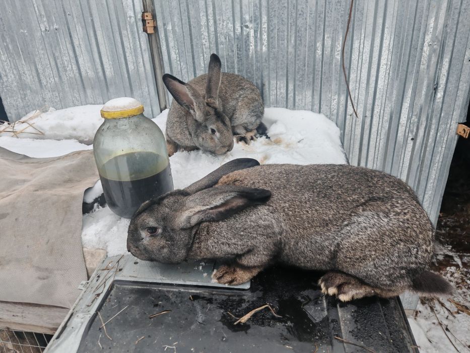 Продам кроликов великан