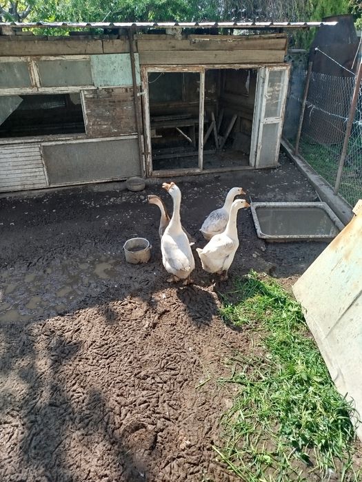 Гусиные яйца на инкубацию