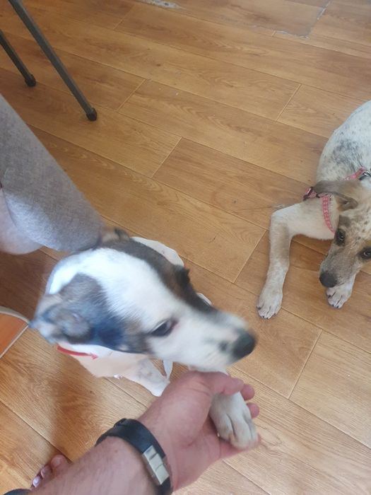 Отдам в хорошие руки