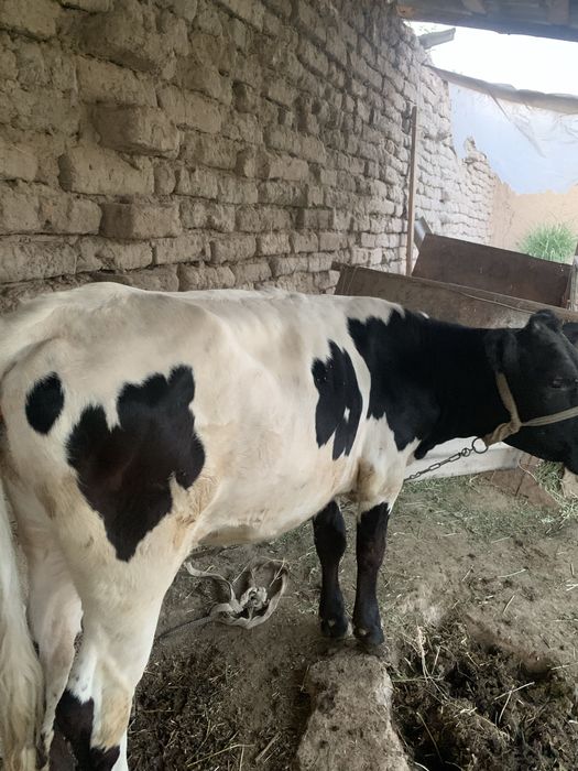 Мол хали бузоча зотор